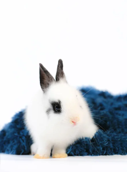 Primer Plano Lindo Blanco Negro Pequeño Conejo Enano Holanda Adorable —  Fotos de Stock