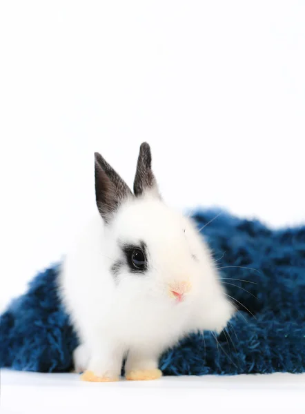 Gros Plan Mignon Petit Lapin Nain Des Pays Bas Blanc — Photo