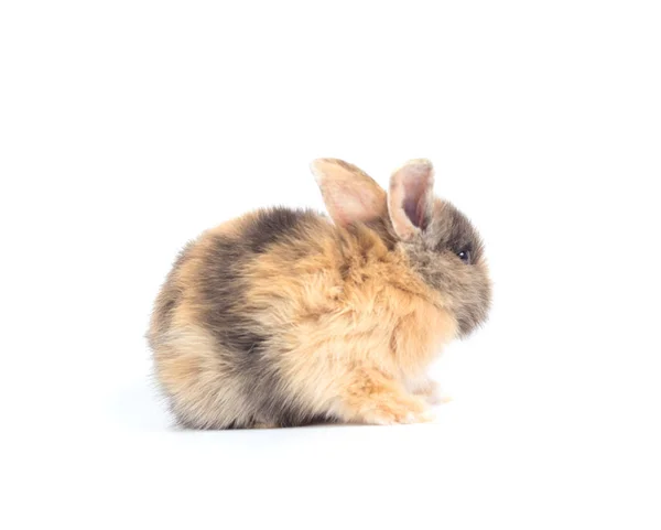 赤ちゃんウサギ1ヶ月白の背景に ストック写真 C Lynn Ku56 Gmail Com