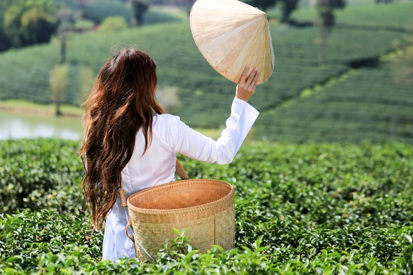 Vietnamese woman in white ao dai or Vietnamese  traditional dress with straw hat and basket working  in green tea field