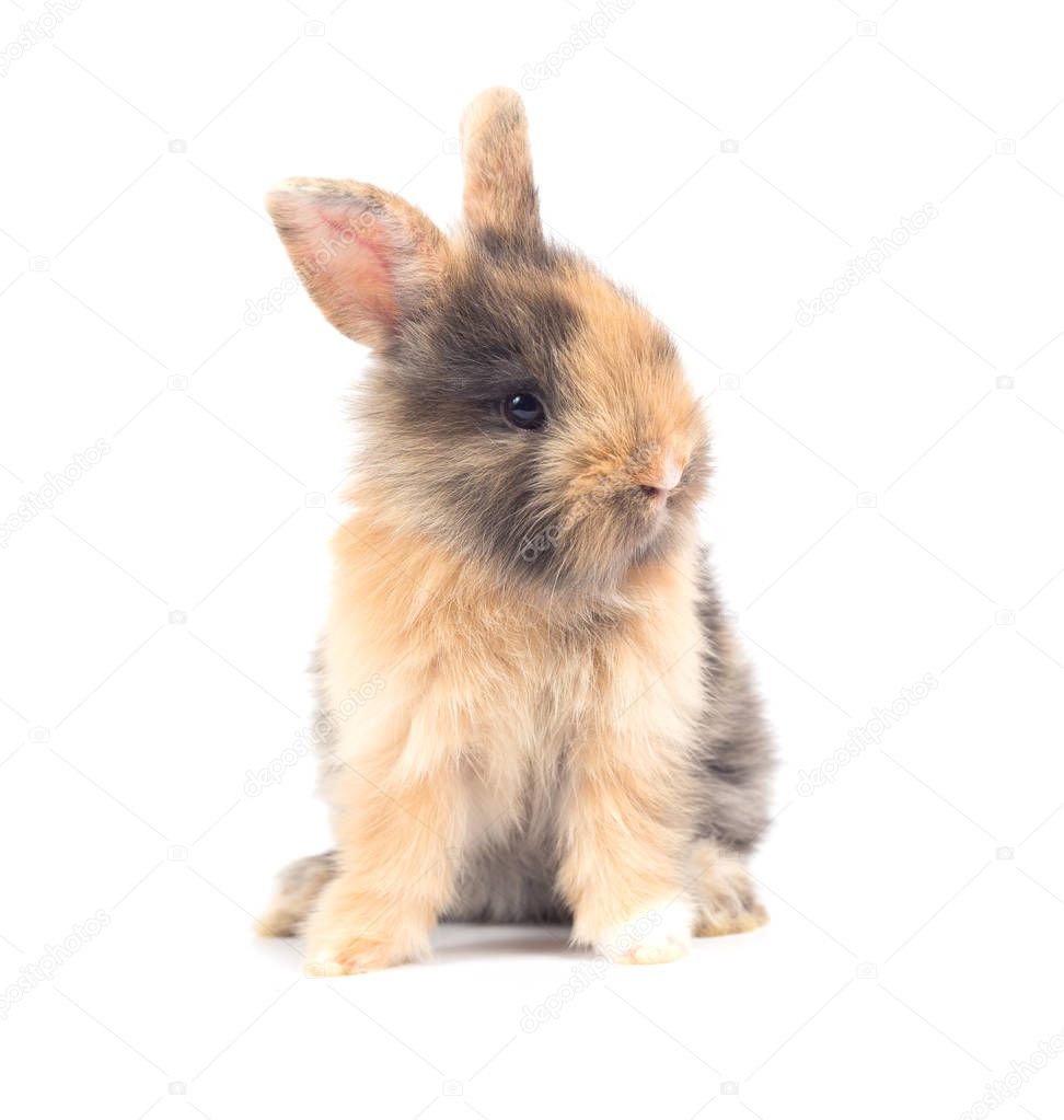 Closeup of cute baby rabbit isolated on white background