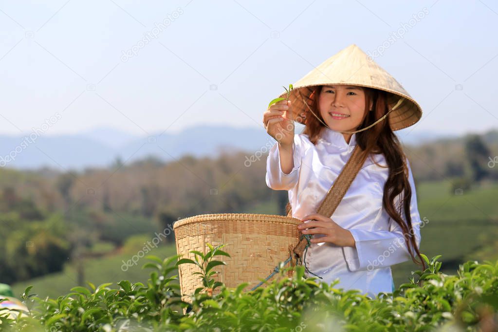 Vietnamese woman in white ao dai or Vietnamese  traditional dress with straw hat and basket working  in green tea field