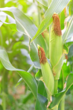 Taze genç yeşil tarım organik tarımı için mısır büyüyen