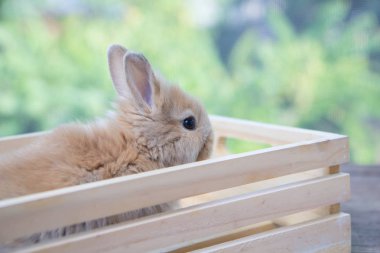 Tahta masadaki kahverengi şirin bebek tavşan. Sevimli, genç bir tavşancık. Ünlü küçük evcil hayvan.