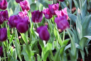 Doğada taze renkli güzel lale alanı