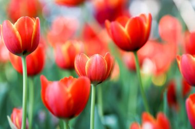 Doğada taze renkli güzel lale alanı