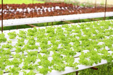 Sağlıklı ve diyet gıda için organik çiftlikte Hydroponics sebze. Yeşil çevre ve sağlıklı için modern yetiştirme tarım
