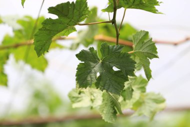 Doğada üzüm bitki yaprakları ile yeşil üzüm dalları closeup