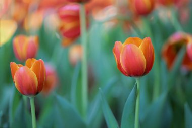 Doğada taze renkli güzel lale alanı