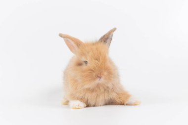 Bebek tavşan 1 ay beyaz arka planda izole eski