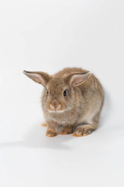 Conejo Bebé Lindo Marrón Mesa Madera Adorable Conejito Joven Acción —  Fotos de Stock