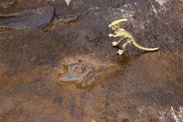 Dinosaur Footprint Wet Rock Has Water Stamp Ancient Jurassic Animal — Stock Photo, Image