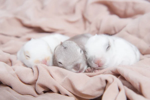 Schöne Hasen Die Auf Einer Decke Schlafen Entzückende Neugeborene Kaninchen — Stockfoto