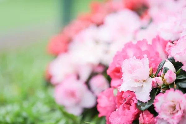 Słodki Różowy Kolor Kwiatów Krzewów Arzealea Świeże Piękny Kwiat Ogrodzie — Zdjęcie stockowe