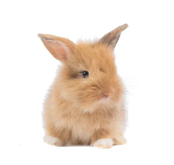 Baby Rabbit Month Old Isolated White Background — Stock Photo, Image