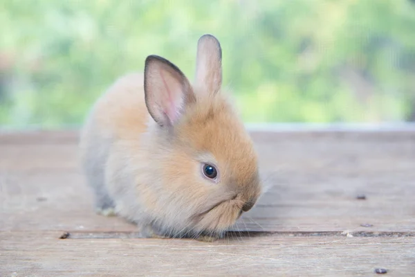 Brown Cute Baby Rabbit Wood Table Adorable Young Bunny Lovely — Stock Photo, Image