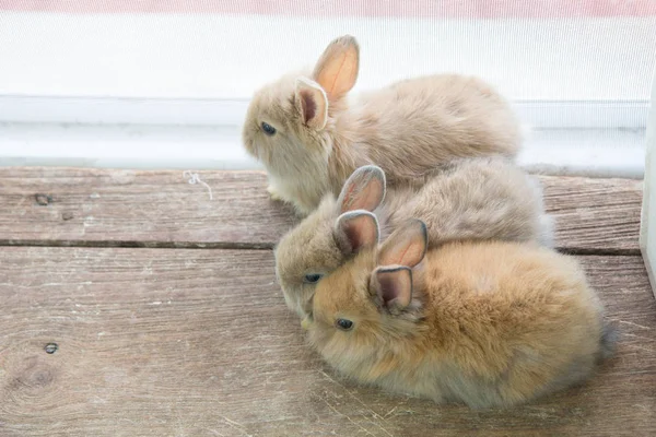 Brun Söt Bebis Kaniner Trä Bord Bedårande Unga Kaniner Härlig — Stockfoto