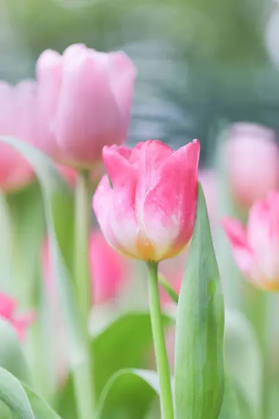 Colorful Tulips Field Summer Flowers Green Leaves Blurred Flowers Background — Stock Photo, Image