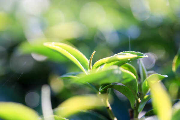 Green plants closeup, top leaves is good for picking in morning for making best quality tea 