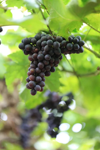 Gros Plan Raisins Frais Feuilles Vertes Raisins Frais Pour Manger — Photo