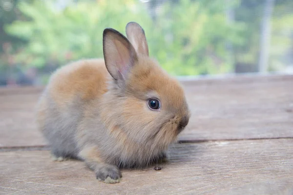 Bruin Schattig Baby Konijn Houten Tafel Schattig Jong Konijntje Heerlijke — Stockfoto