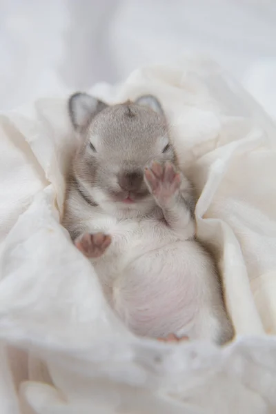Baby Schöne Hase Schlafend Auf Decke Entzückendes Neugeborenes Kaninchen Beim — Stockfoto