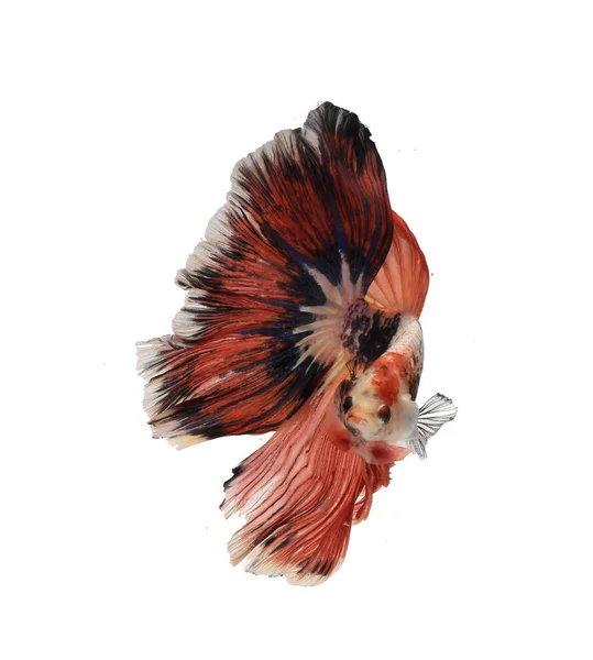 Siamese Fighting Fish White Background Pla Card Betta Splenden Fish — Stock Photo, Image