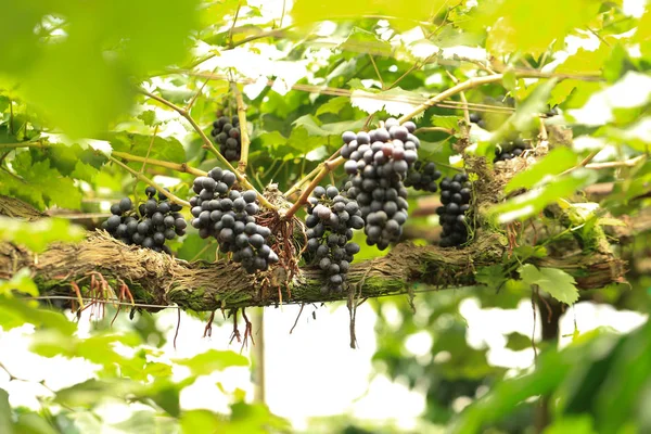 Gros Plan Raisins Frais Feuilles Vertes Raisins Frais Pour Manger — Photo