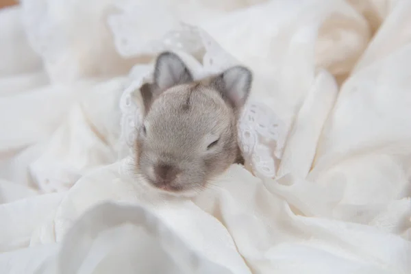 Bebé Hermoso Conejito Durmiendo Manta Adorable Conejo Recién Nacido Tomando —  Fotos de Stock