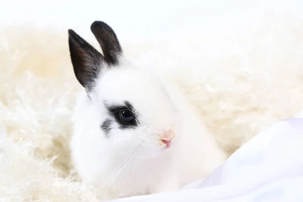 Gros Plan Mignon Petit Lapin — Photo