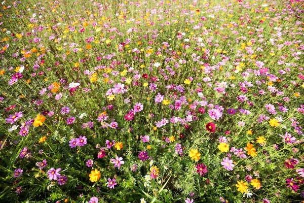 Primer Plano Del Campo Flores Verano Durante Día — Foto de Stock