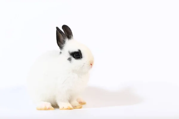 Zbliżenie Strzał Cute Little Rabbit — Zdjęcie stockowe