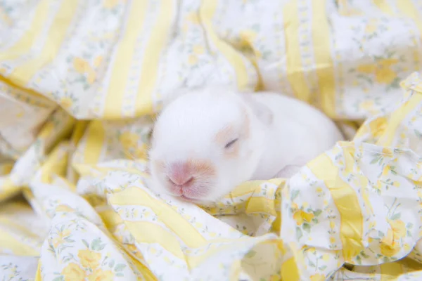 Baby Schöne Hase Schlafend Auf Decke Entzückendes Neugeborenes Kaninchen Beim — Stockfoto