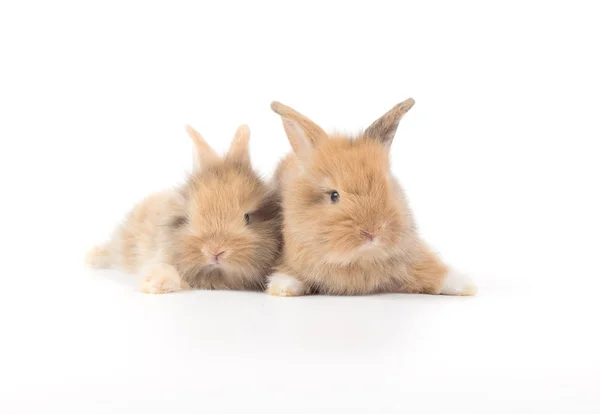 Bebé Conejos Mes Edad Aislado Sobre Fondo Blanco — Foto de Stock