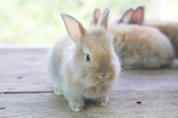 Bébé Lapin Brun Mignon Sur Table Bois Adorables Jeunes Lapins — Photo