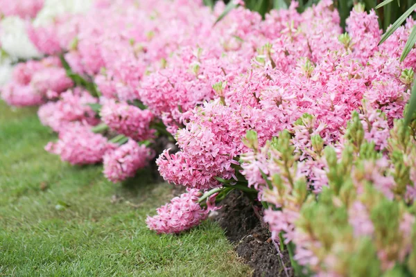 Färgglada Hyacinter Trädgården Konstigt Luktade Planterade Blommor Känd För Att — Stockfoto