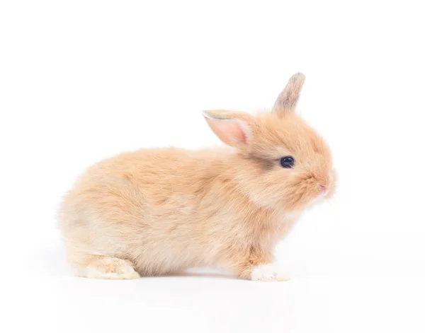 Baby Rabbit Month Old Isolated White Background — Stock Photo, Image