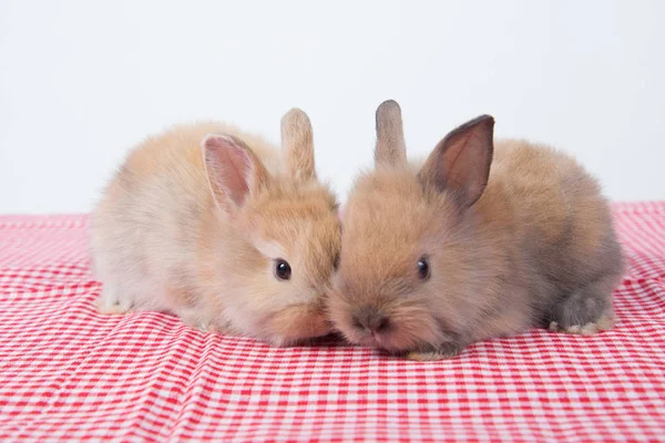 Adorables Conejos Bebé Sobre Fondo Tela Rosa Semanas Edad Conejitos — Foto de Stock