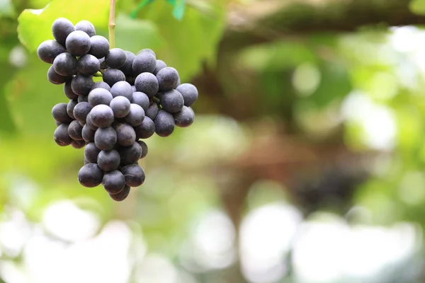 Gros Plan Raisins Frais Feuilles Vertes Raisins Frais Pour Manger — Photo