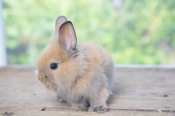 Brown Cute Baby Rabbit Wood Table Adorable Young Bunny Lovely — Stock Photo, Image