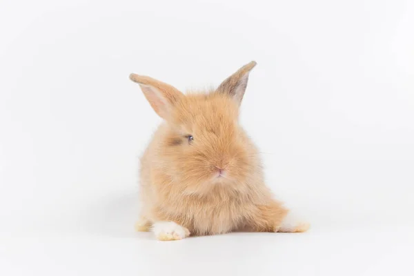 Baby Rabbit Month Old Isolated White Background — Stock Photo, Image