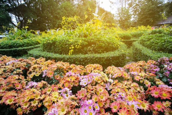 Rosa Och Röda Färska Härliga Blossom Krysantemum Med Gröna Blad — Stockfoto