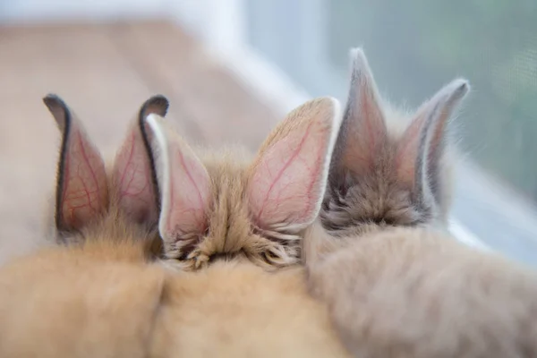Conejos Bebé Lindo Marrón Del Oído Mesa Madera Adorables Conejitos —  Fotos de Stock