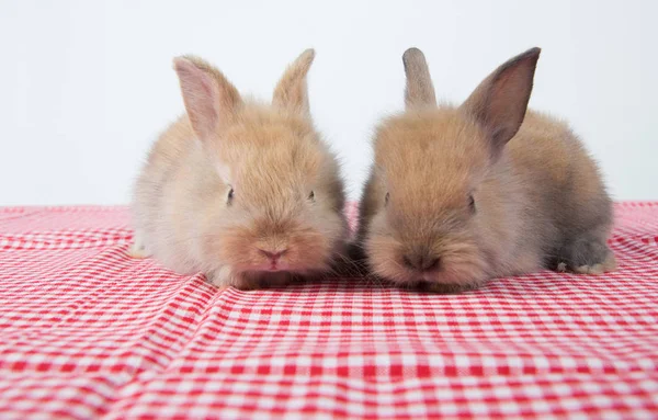 Adorable Young Baby Rabbits Pink Cloth Background Weeks Old Little — Stock Photo, Image