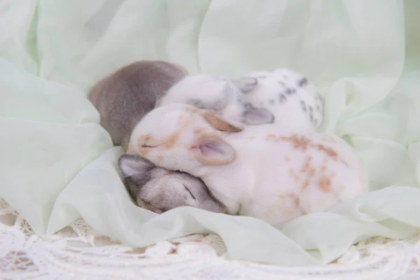 Battaniye Üzerinde Uyuyan Güzel Tavşanlar Bir Şekerleme Alarak Sevimli Yenidoğan — Stok fotoğraf