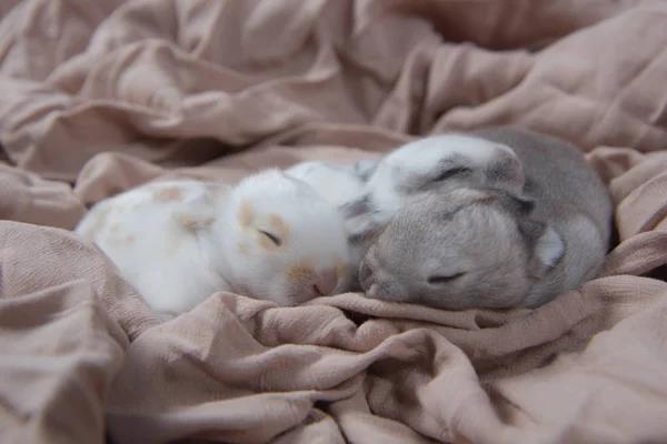 Hermosos Conejitos Durmiendo Sobre Una Manta Adorables Conejos Recién Nacidos —  Fotos de Stock