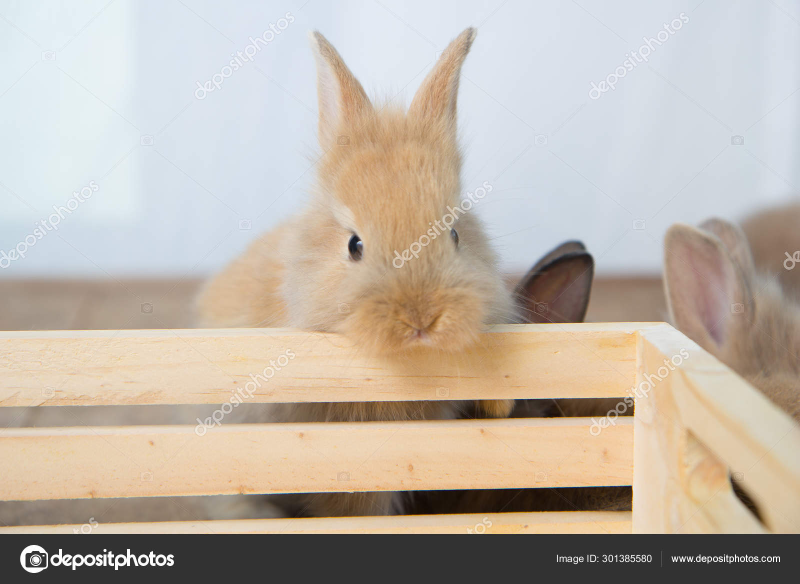 Bebe Lapin Brun Mignon Sur Table Bois Adorable Jeune Lapin Image Libre De Droit Par Lynn Ku56 Gmail Com C Bebe Lapin Brun Mignon Sur Table Bois Adorable Jeune Lapin Image Libre De Droit Par Lynn Ku56 Gmail Com C
