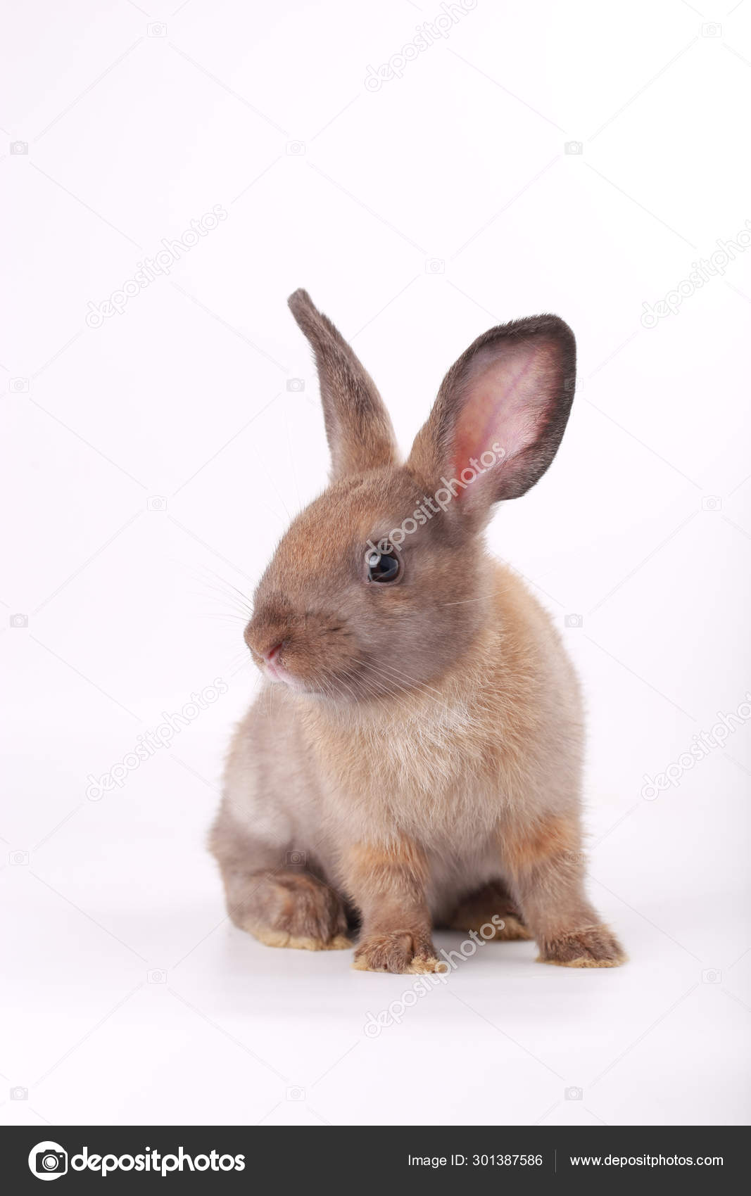 Young Little Adorable Bunny Big Eyes White Background Stock Photo by ©lynn.ku56@gmail.com  301387586