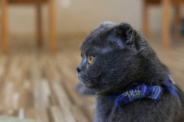 İngiliz kedisi, İskoç sürüsü, yerde yatan İran kedisi. Kısa saç kedisi, ünlü hayvan. Odada rahatla.