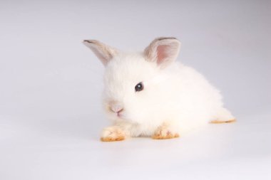 Beyaz arka planda bebek sevimli tavşan. Genç sevimli tavşan iş başında. Kabarık saçlı sevimli bir evcil hayvan. Paskalya sembol kutlama olarak tavşan var. 